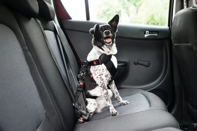 Ceintures de sécurité par un harnais de chien de voiture