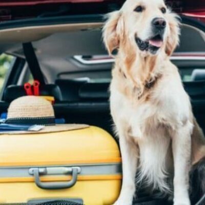 Voyager avec un chien dans la voiture: la loi, les conseils de sécurité et les meilleurs produits