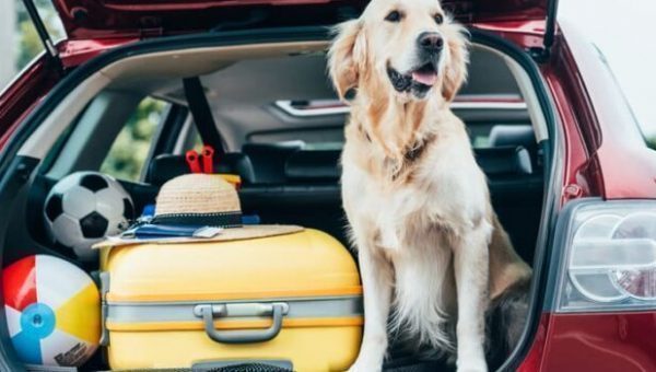 You are currently viewing Voyager avec un chien dans la voiture: la loi, les conseils de sécurité et les meilleurs produits