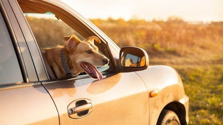 chien dans une voiture chaude