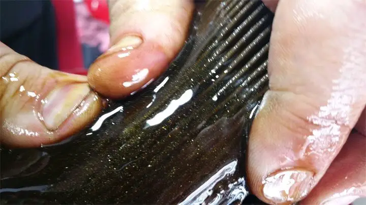 escamas de metal en el filtro de aceite